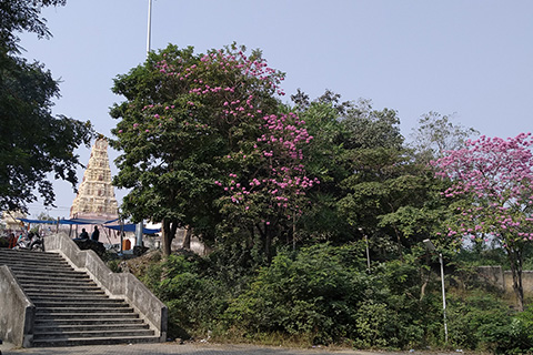 Bhubaneshwari Temple Jamshedpur