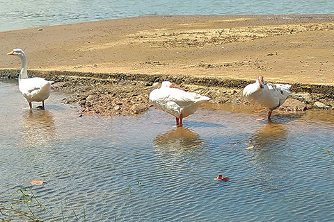 Chandil Dam Seraikela Kharsawan