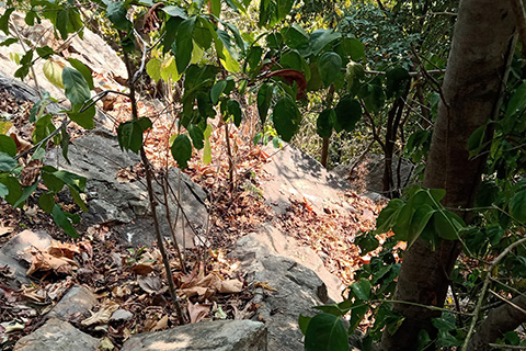 Dharagiri Fall West Singhbhum