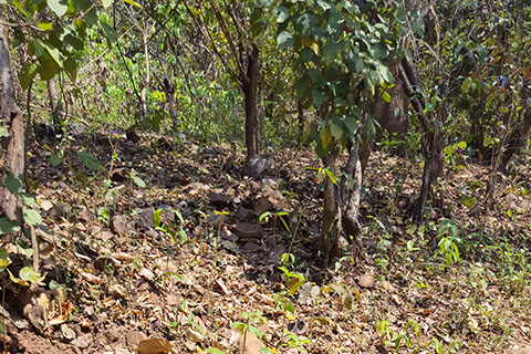 Dharagiri Fall West Singhbhum