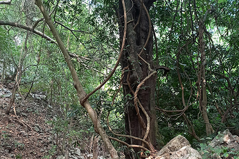 Dharagiri Fall West Singhbhum