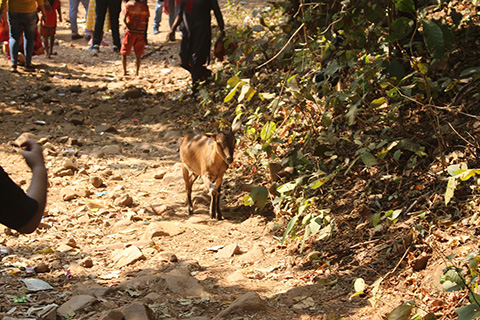 Dharagiri Fall West Singhbhum