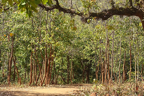 Dharagiri Fall West Singhbhum