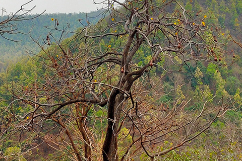 Dharagiri Fall West Singhbhum