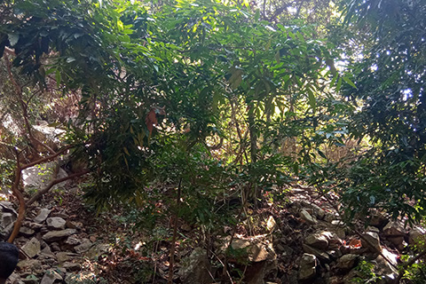 Dharagiri Fall West Singhbhum