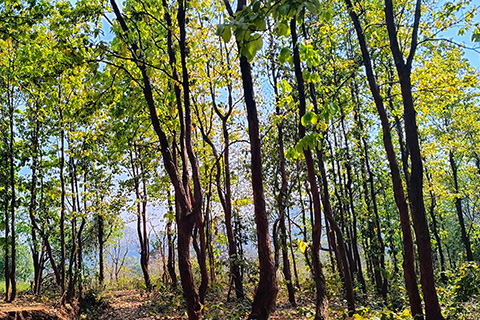 Dharagiri Fall West Singhbhum