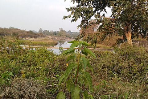 Roro Dam Chaibasa