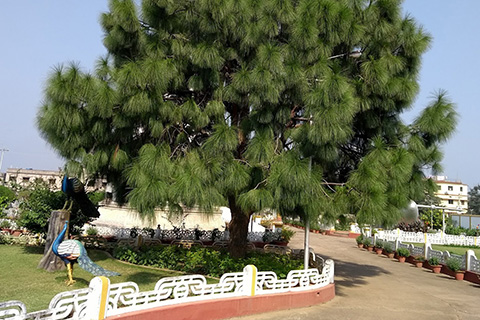 Rungta Garden Chaibasa