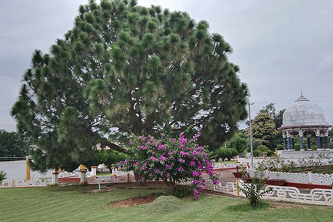 Rungta Garden Chaibasa