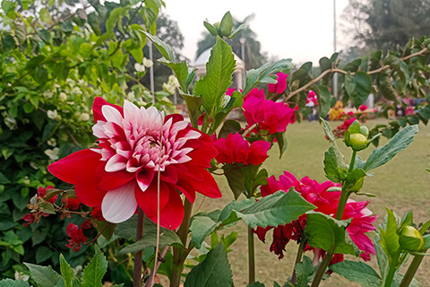 Rungta Garden Chaibasa