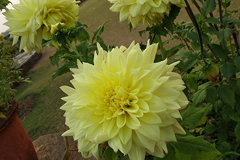 Rungta Garden Chaibasa