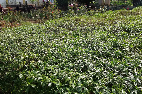 Rungta Garden Chaibasa